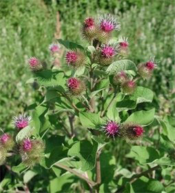 Burdock